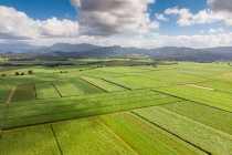 Setor sucroenergético estima moagem de 11,9 milhões de toneladas de cana na safra 2021/22