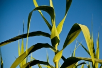 Fixação biológica de nitrogênio reduz em até 16% doenças foliares da cana-de-açúcar