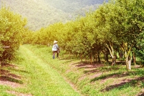 Goiás fomenta trabalho de agricultores